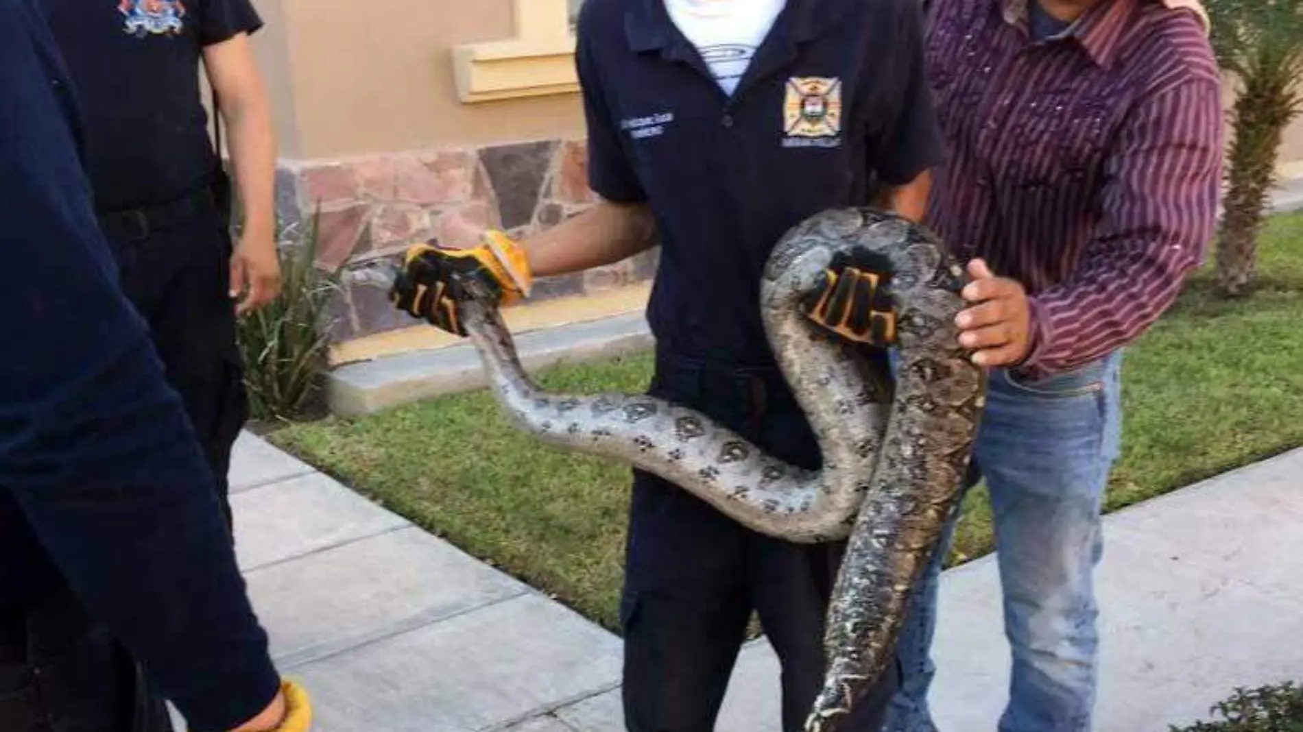 víbora serpiente